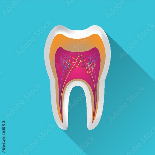 tooth anatomy