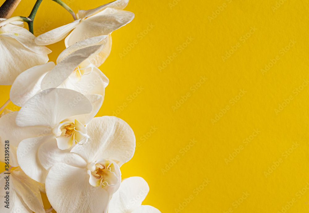 Fototapeta premium fresh white orchid on the color background