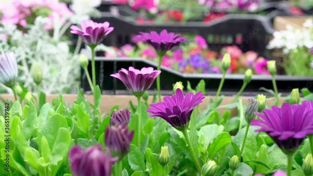 colourful flowers in pots bloom in black boxes on local market counters under bright light in summer slow motion closeup colourful flowers in pots bloom in black boxes on local market counters under bright light in summer slow motion closeup