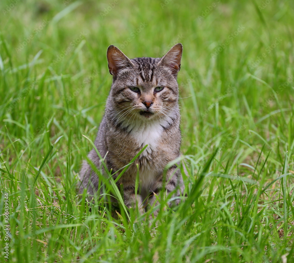 A grey tabby cat is sitting in the green grass