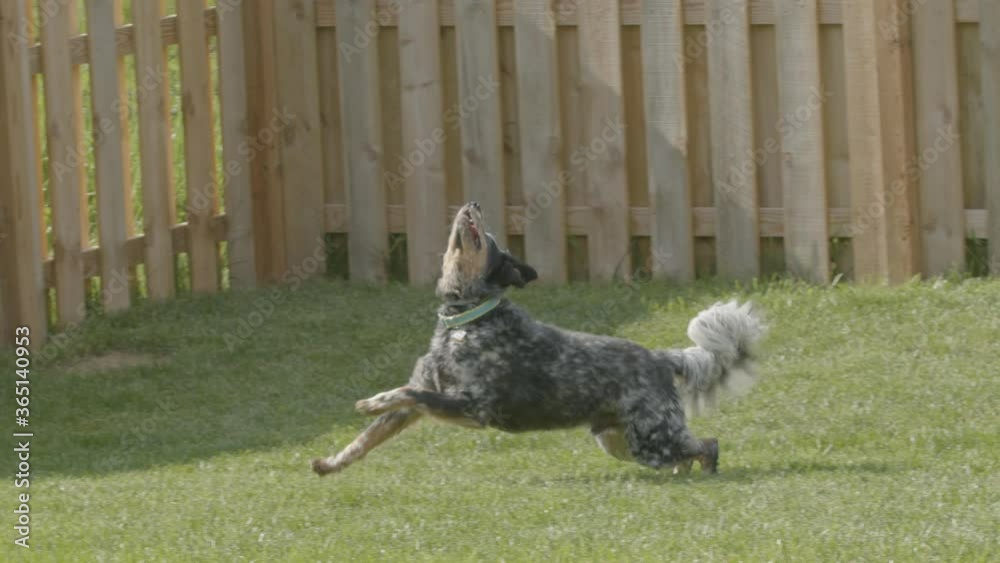 Herding Dog Running and Catching Frisbee in Super Slow Motion 02 Herding Dog Running and Catching Frisbee in Super Slow Motion 02