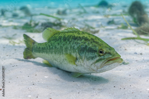 A large Largemouth Bass rests on the sandy bottom of a central Florida spring. Three-quarter view. photo