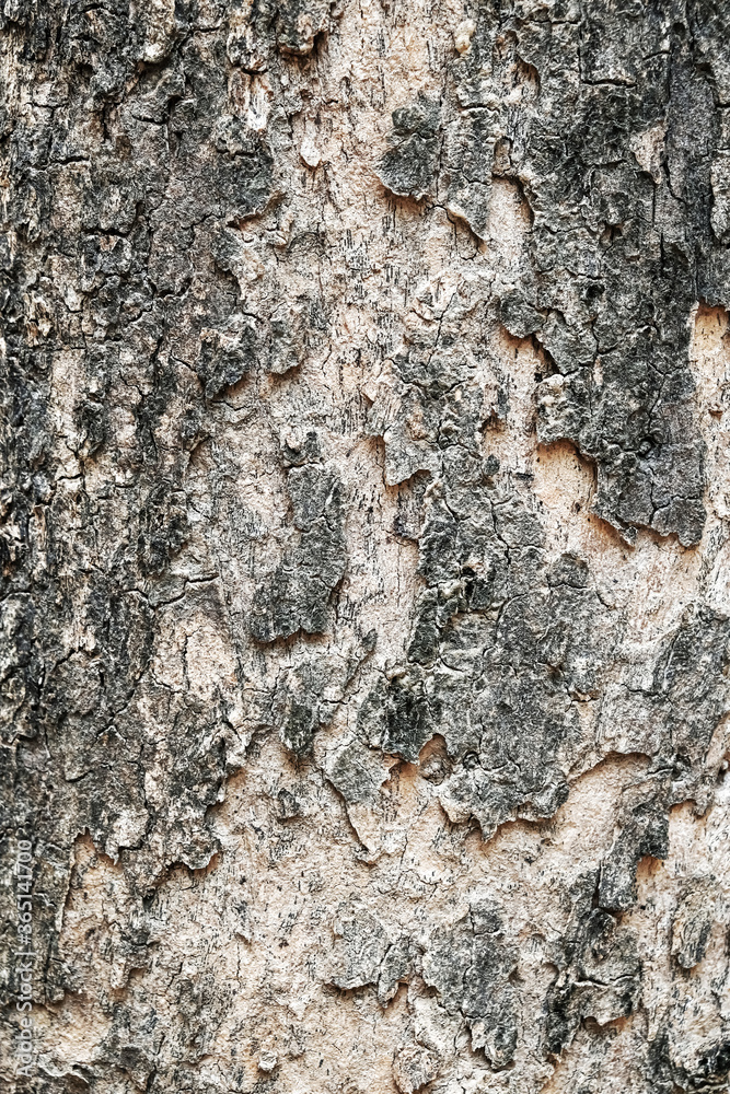 Grunge wood pattern texture background