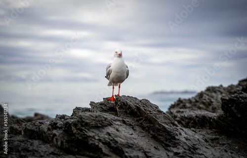 Seagull on rock at beach