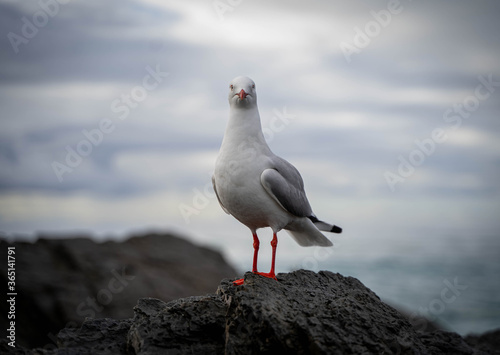 Seagull on rock at beach