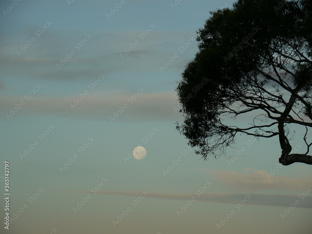 Fototapeta premium Moon and tree
