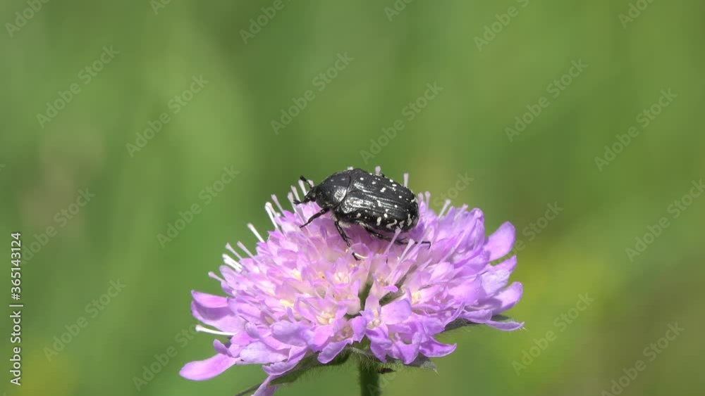 Beetle Mediterranean Spotted Chafer or Flower scarab (Oxythyrea funesta)  collect pollen on the devil's-bit (Succisa pratensis) flower