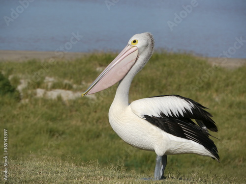 Wild pelican