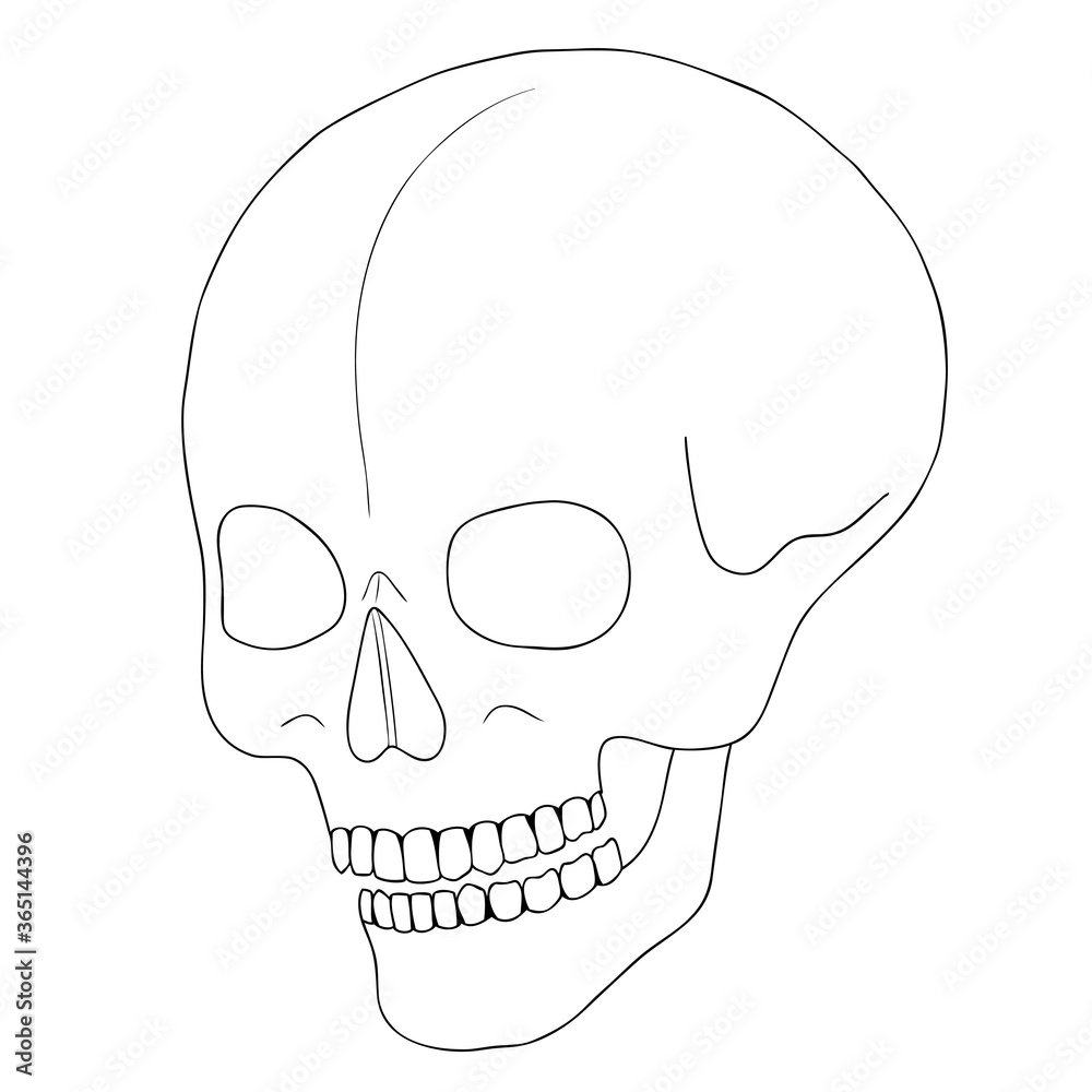 A human skull on a white background with a single line.