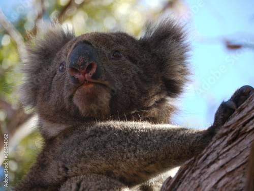 Photography Wild koala