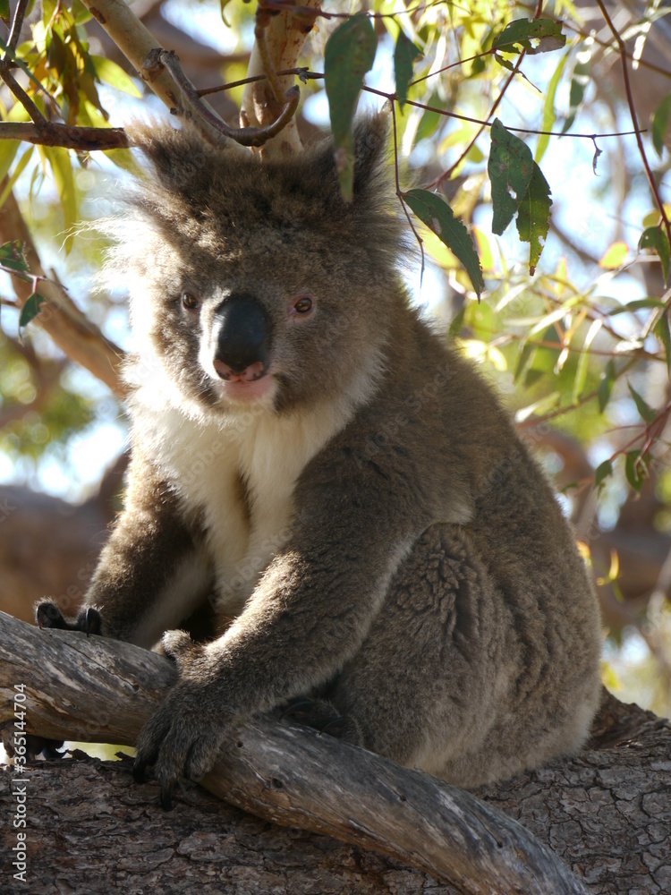 Obraz premium Wild koala