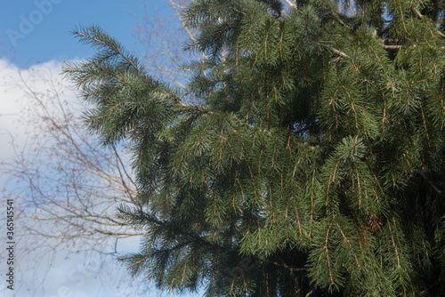 Green Foliage of Brewer's Weeping Spruce Tree (Picea breweriana) in a Garden in Rural Devon, England, UK photo