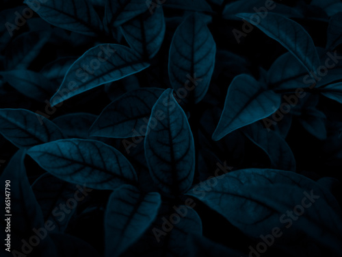 Beautiful abstract color gray and blue flowers on dark background and dark  flower frame and blue leaves texture  blue background  dark blue graphics banner