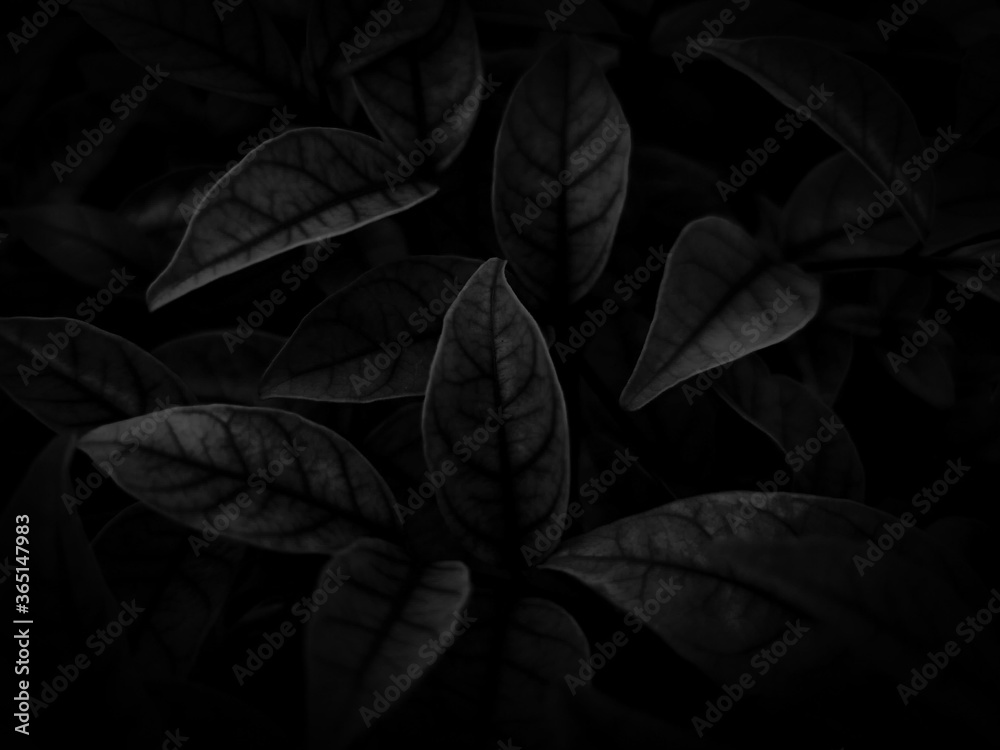 Fototapeta premium Beautiful abstract color gray and white flowers on dark background and light pink flower frame and dark leaves texture, dark background, colorful graphics banner, white leaves, black leaves