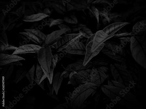 Beautiful abstract color gray and white flowers on dark background and light pink flower frame and dark leaves texture  dark background  colorful graphics banner  white leaves  black leaves