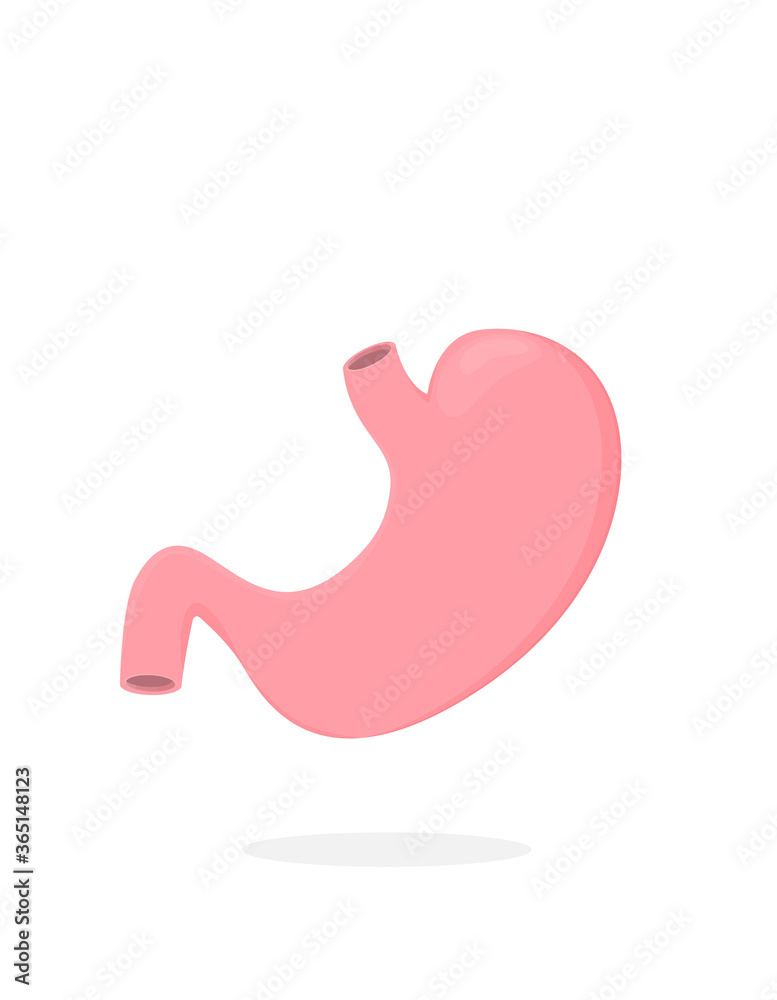Flat vector stomach isolated on background Flat vector stomach isolated on background