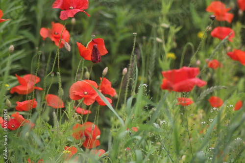 red poppy in the field