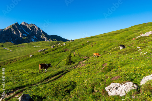 Cows on a pasture in the Dolomites, Giau Pass