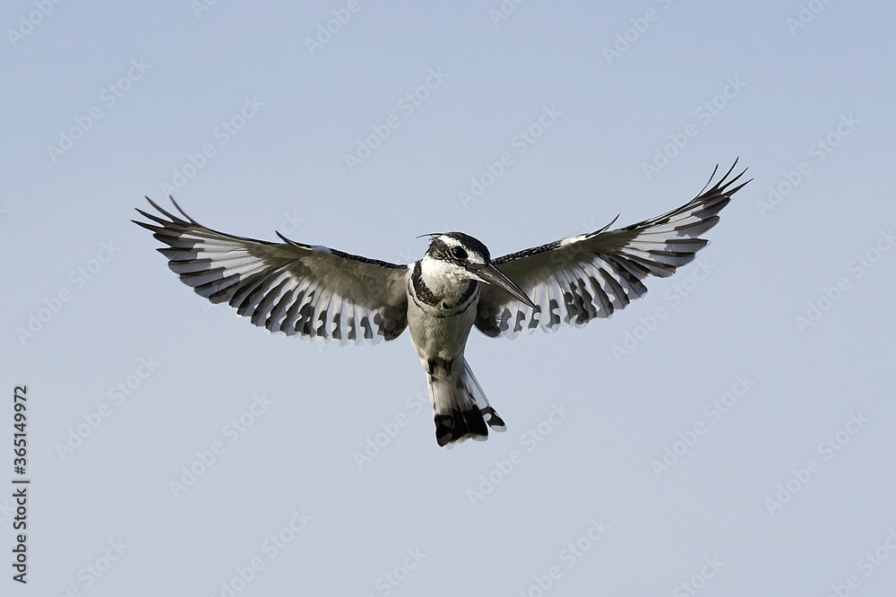 Fototapeta premium Pied kingfisher (Ceryle rudis)