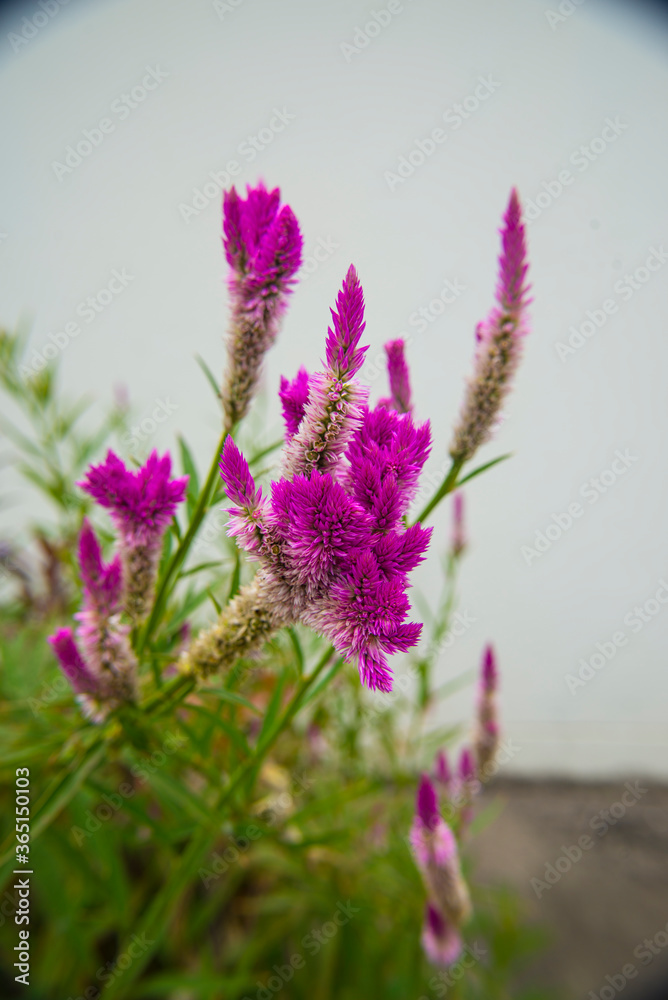 Purple flower. This purple flower Thai people call the flower Ngon kai.