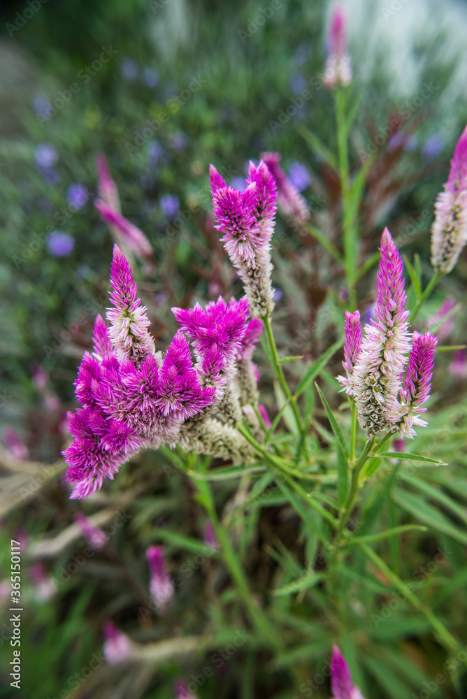 Purple flower. This purple flower Thai people call the flower Ngon kai. Purple flower. This purple flower Thai people call the flower Ngon kai.