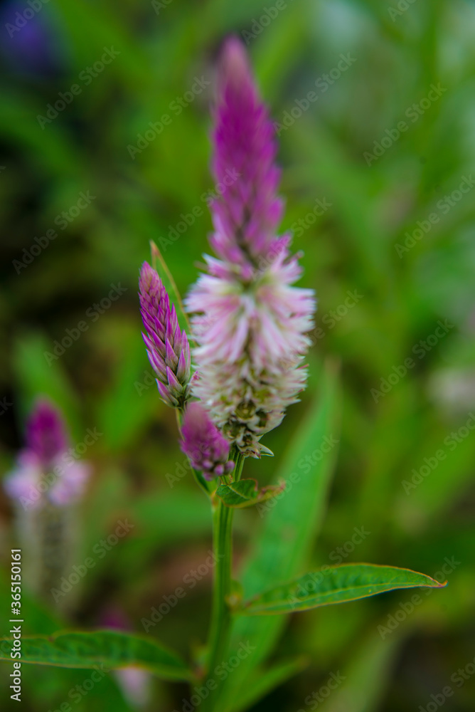 Purple flower. This purple flower Thai people call the flower Ngon kai. Purple flower. This purple flower Thai people call the flower Ngon kai.