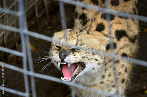 Canvas Print Frightened serval (Leptailurus serval) wild cat trapped in the cage meowing and