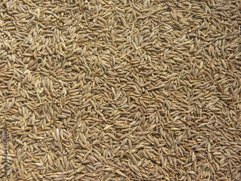 Brown color dry Cumin seeds