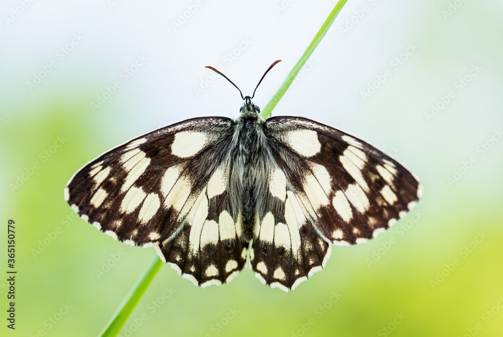 Marbled White butterfly - Melanargia galathea, beautiful black and white butterfly from European meadows, Zlin, Czech Republic. Marbled White butterfly - Melanargia galathea, beautiful black and white butterfly from European meadows, Zlin, Czech Republic.