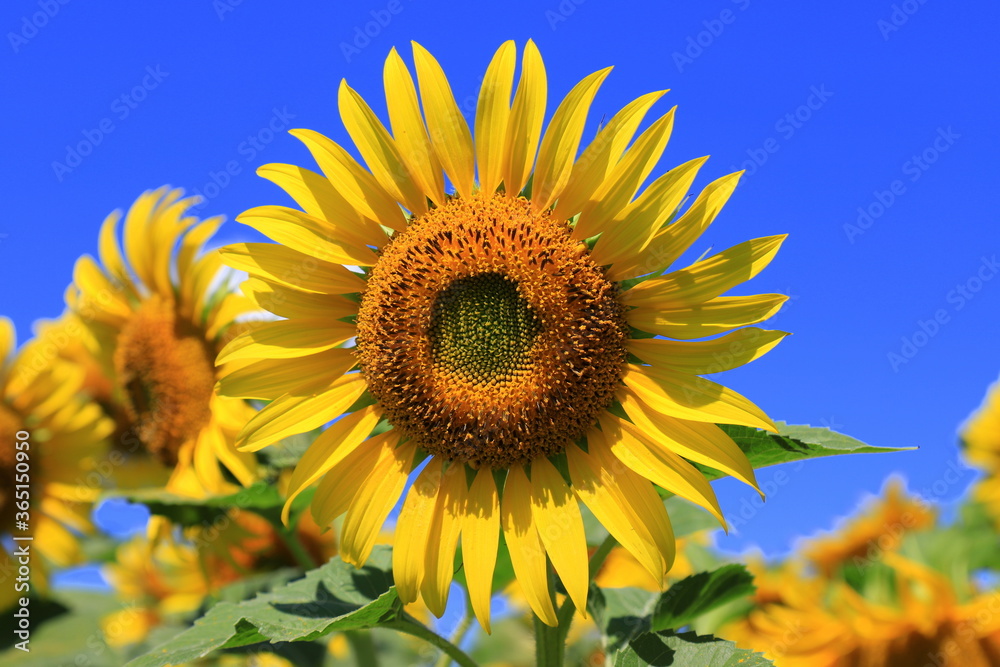 Large yellow sunflower bloomed on a farm field in hot summer day against the blue sky. Agricultural industry, production of sunflower oil, honey.