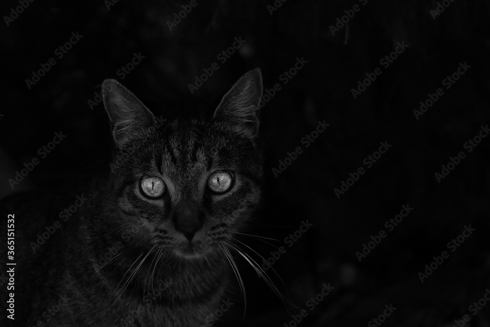 Beautiful dark cat with big green eyes.