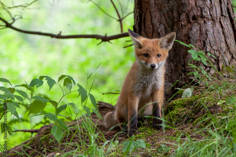 Fox cub (vulpes vulpes) in its natural habitat..The fox has a curious look Fox cub (vulpes vulpes) in its natural habitat..The fox has a curious look