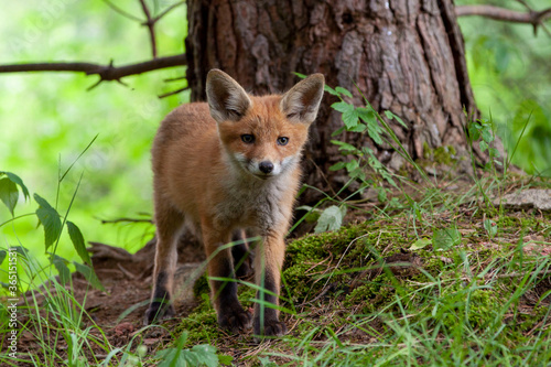 Fox cub (vulpes vulpes) in its natural habitat..The fox has a curious look © Michal