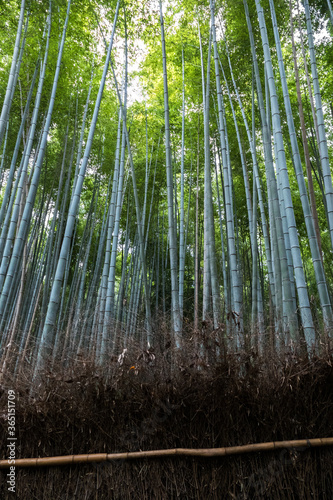 Bamboo grove  Arashiyama  Kyoto  Japan