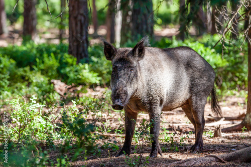 wild boar (sus scrofa) with cubs in pine forest covered blueberry