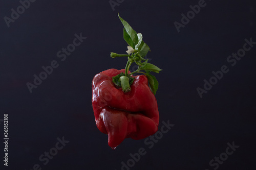 Red pepper floating on dark background