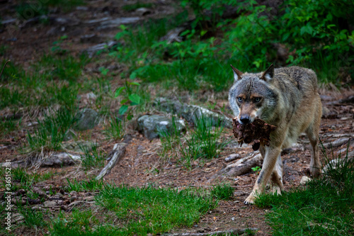 F  tterung der W  lfe im Tierfreigel  nde Neusch  nau  Bayerischer Wald 