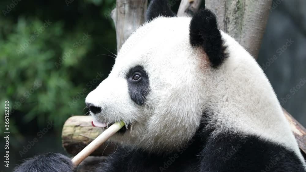 Close up Fluffy Panda Eating Bamboo, China Close up Fluffy Panda Eating Bamboo, China
