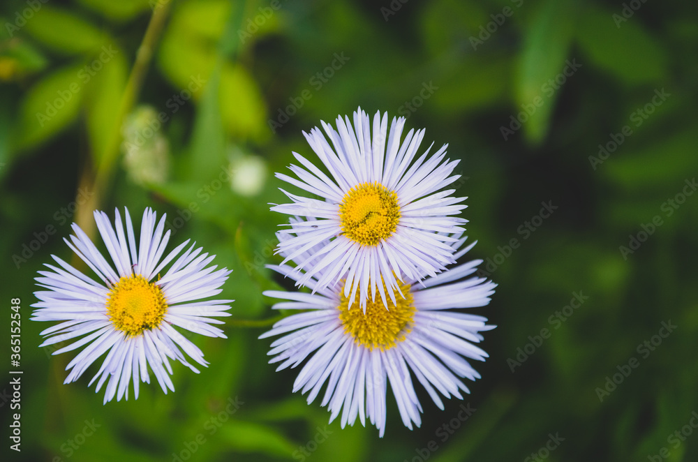 Obraz premium Asters