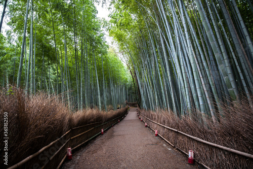 Bamboo grove, Arashiyama, Kyoto, Japan