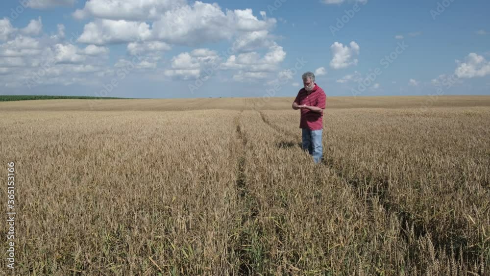 Farmer or agronomist inspect quality of wheat plants in field ready for harvest, agriculture in summer Farmer or agronomist inspect quality of wheat plants in field ready for harvest, agriculture in summer
