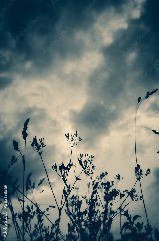 Fototapeta premium Silhouettes of grasses