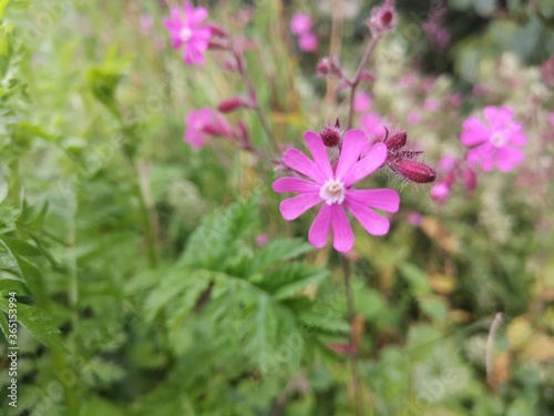 pink cosmos flower