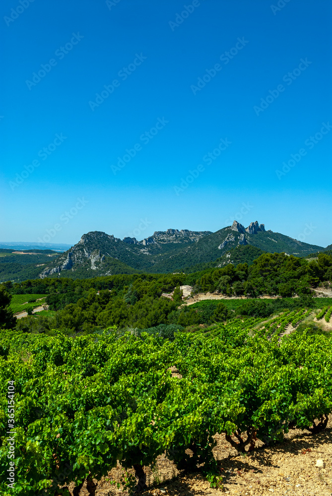 Paysages du Vaucluse dans les vignes autour des Dentelles de Montmirail en Provence en France