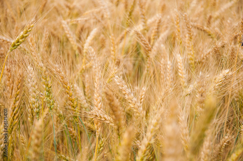 Ears of wheat close-up with depth of field © Aleksandra