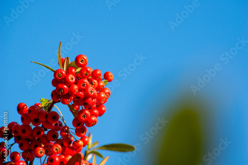 秋の空に映えるナナカマド、実は燃えにくいため火除けの木なんだとか
