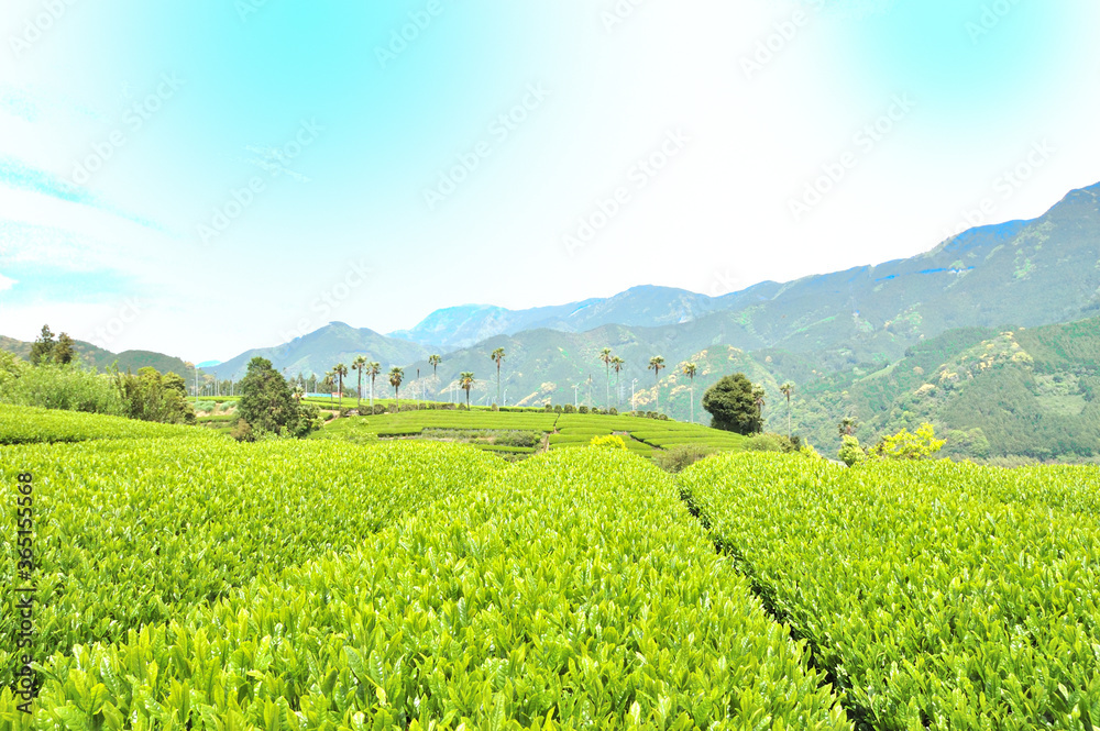 お茶畑の風景
