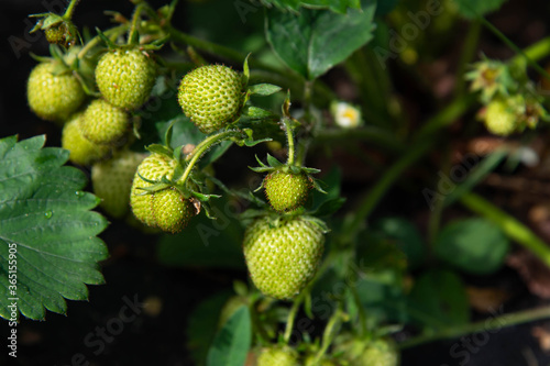 Unripe green strawberries grow on a garden