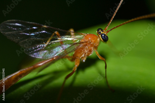Wasp perching on leaf