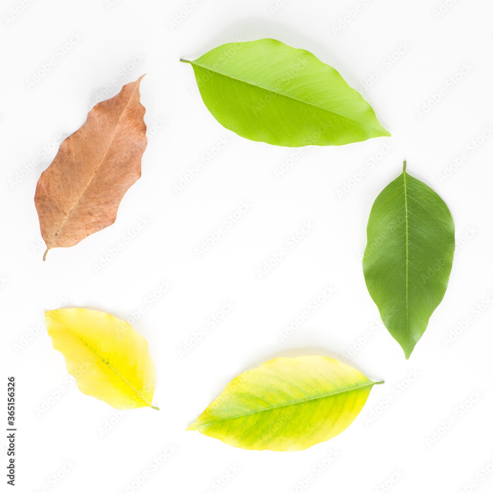 Tree leaves of different age isolated on white background, Season change of leaves.
